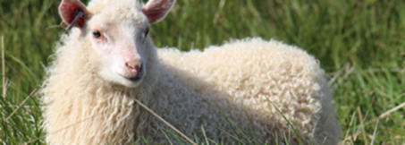 Moquette pure laine vierge à envers en toile de jute