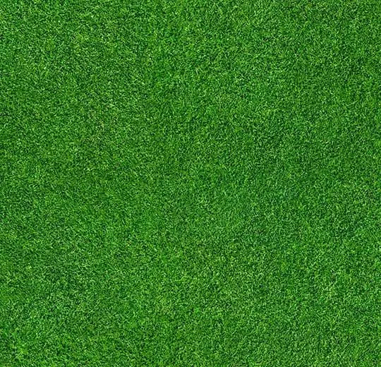 000369F grass