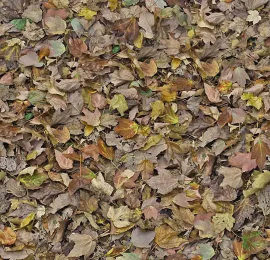 000509F autumn leaves - green